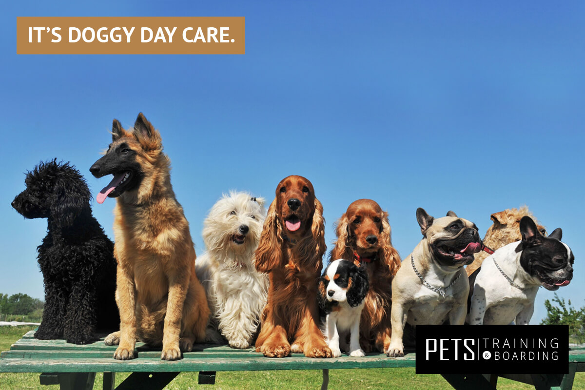 It's Doggy day care Pets Training and Boarding