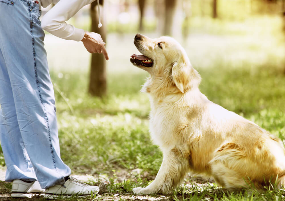 House Training Your Puppy