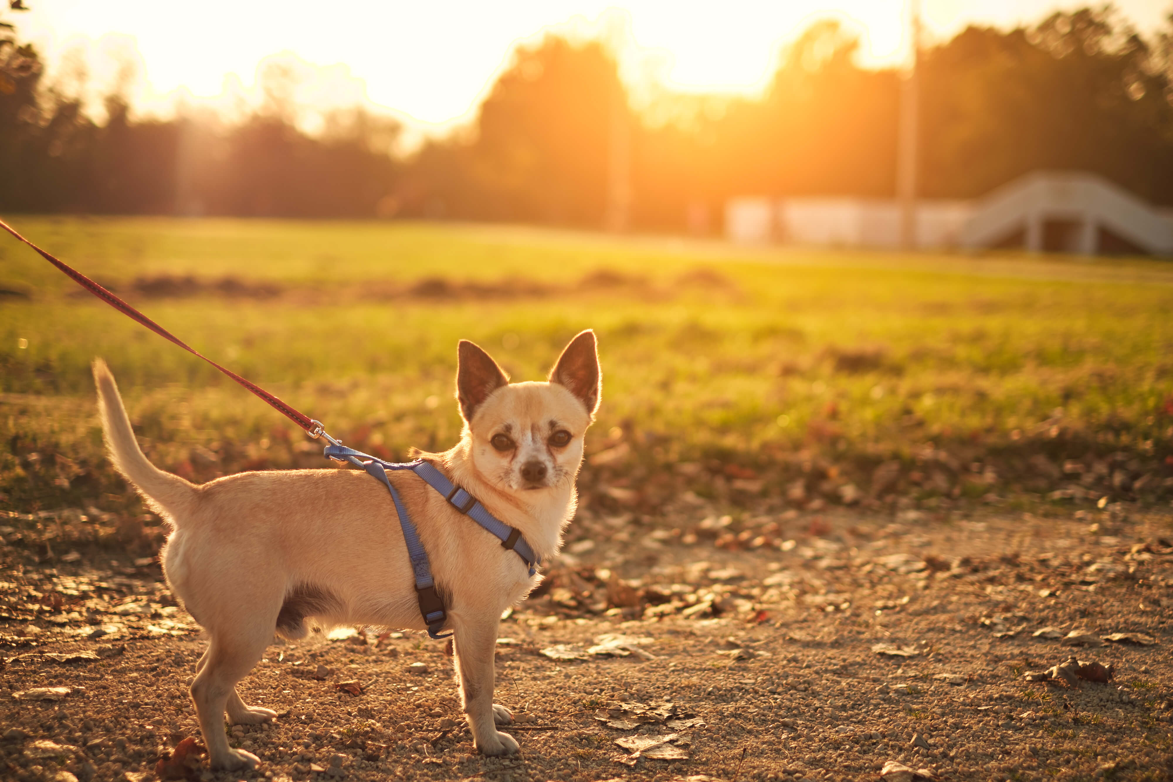 Breed Specific Dog Training - Part 1