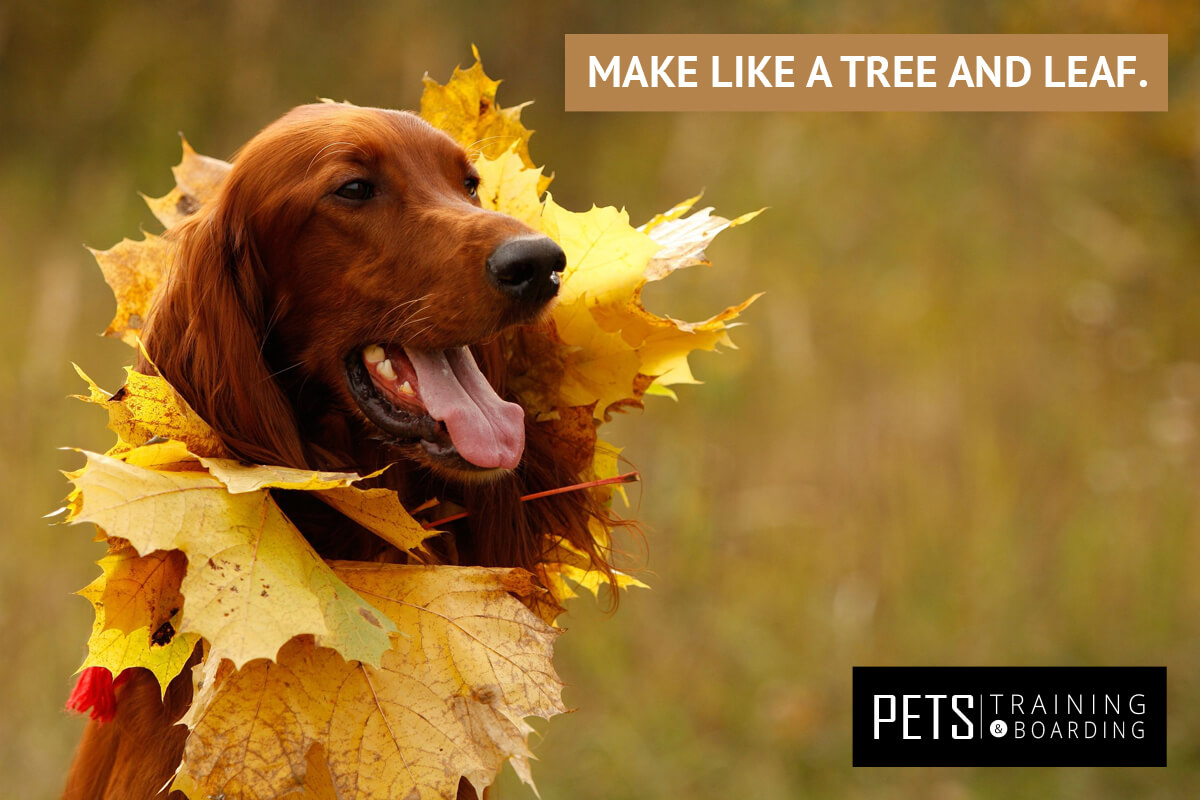 Make like a tree and leaf - Pets Training and Boarding