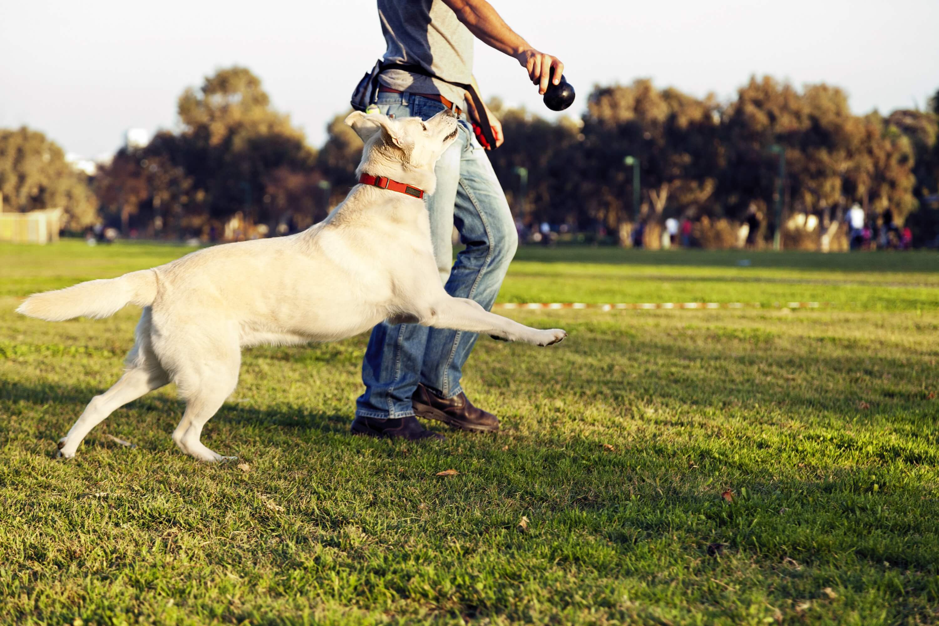 Keep Your Dog Fit