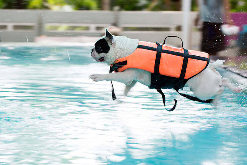 Teach Your Dog To Swim