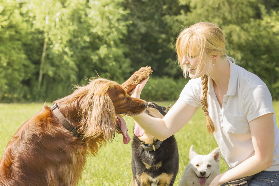 Cool Tricks To Teach Your Dog