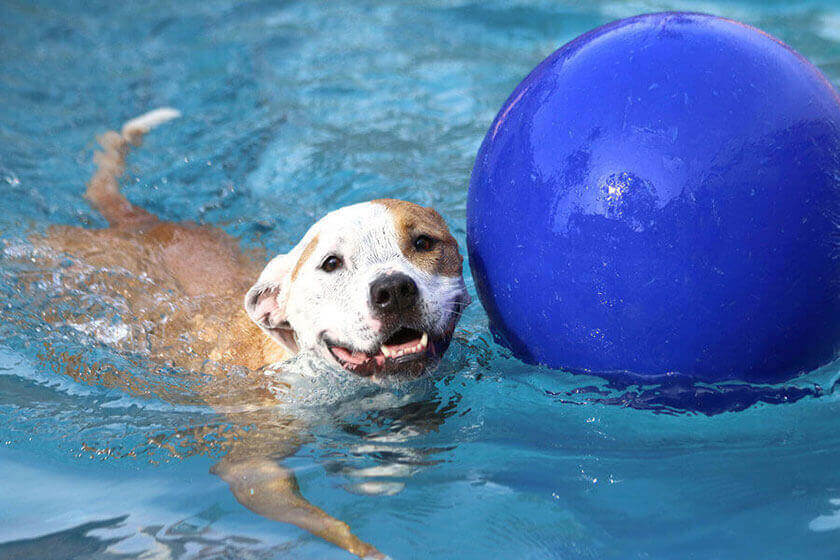 Water Safety Tips For Your Dog