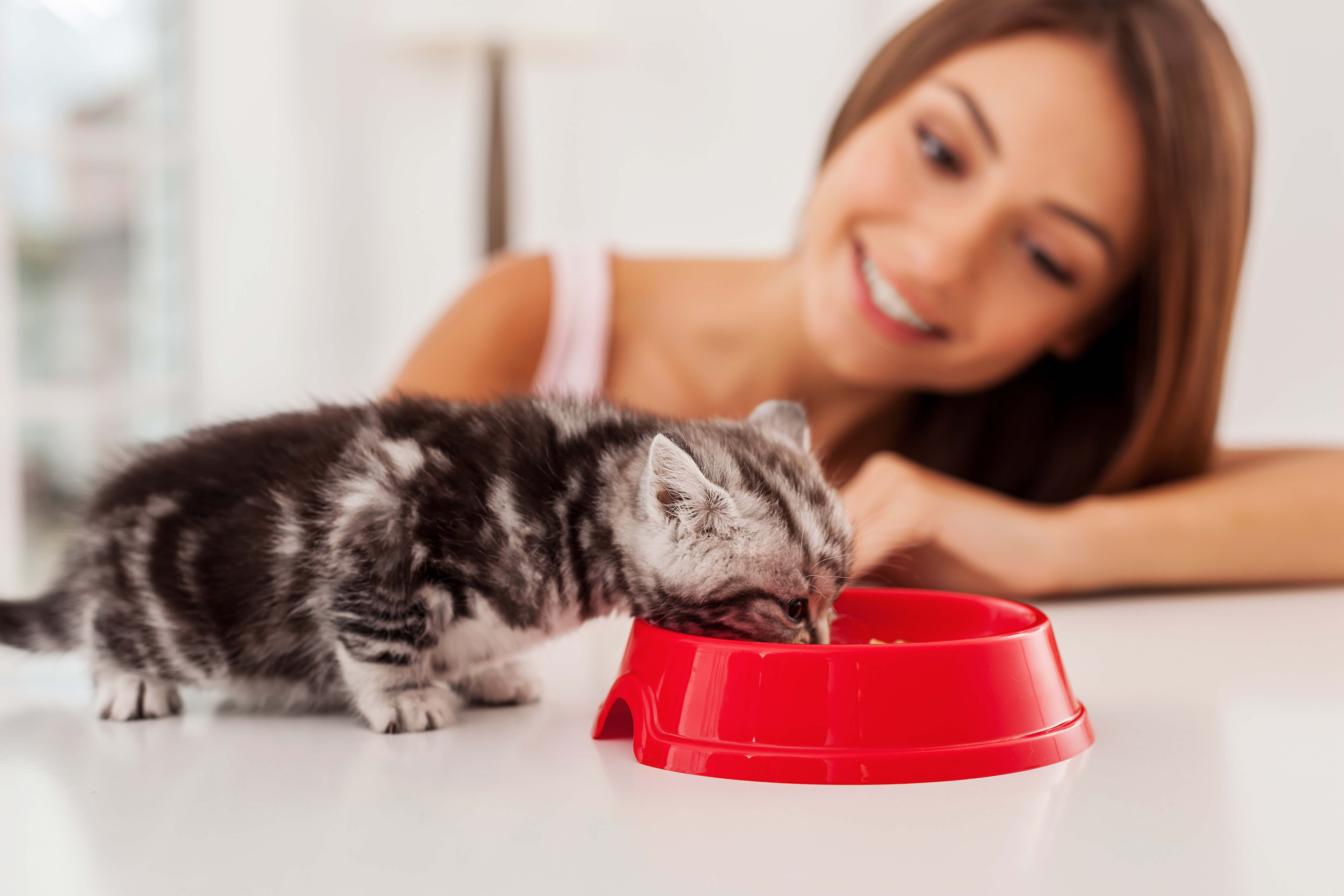 Choosing The Best Pet Sitter