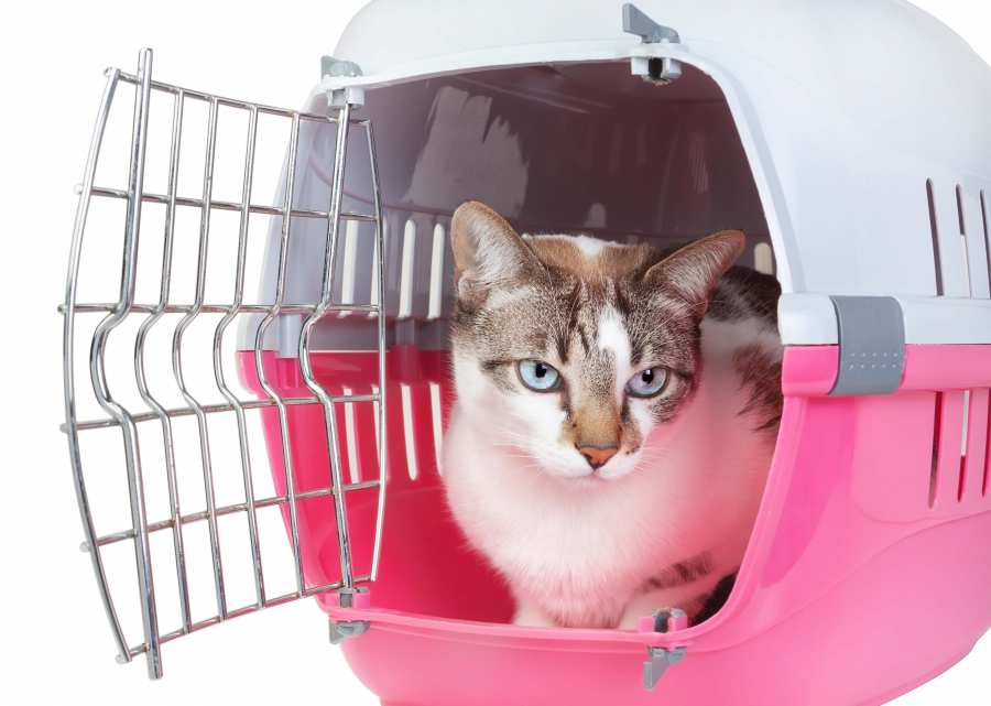 Travelling With Your Cat