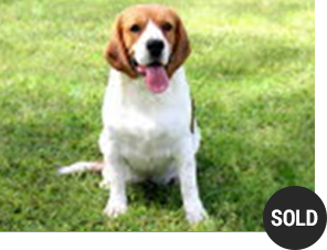 Beagle Sammy