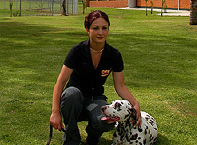 Dalmation Training