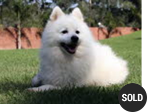 Japanese Spitz