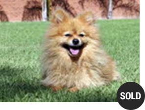 Pomeranian Ali