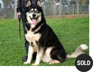 Alaskan Malamute Thunder