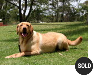 Labrador Woofy