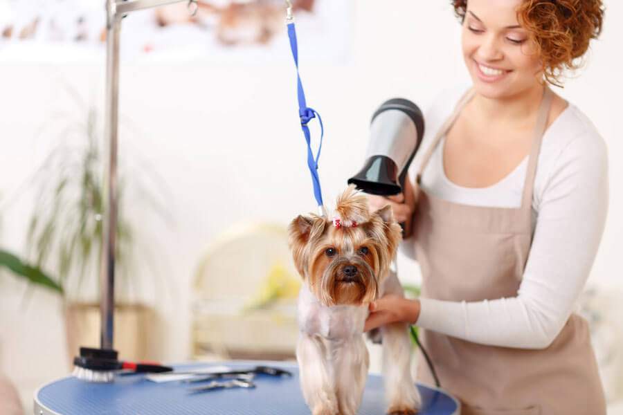 Pet Grooming