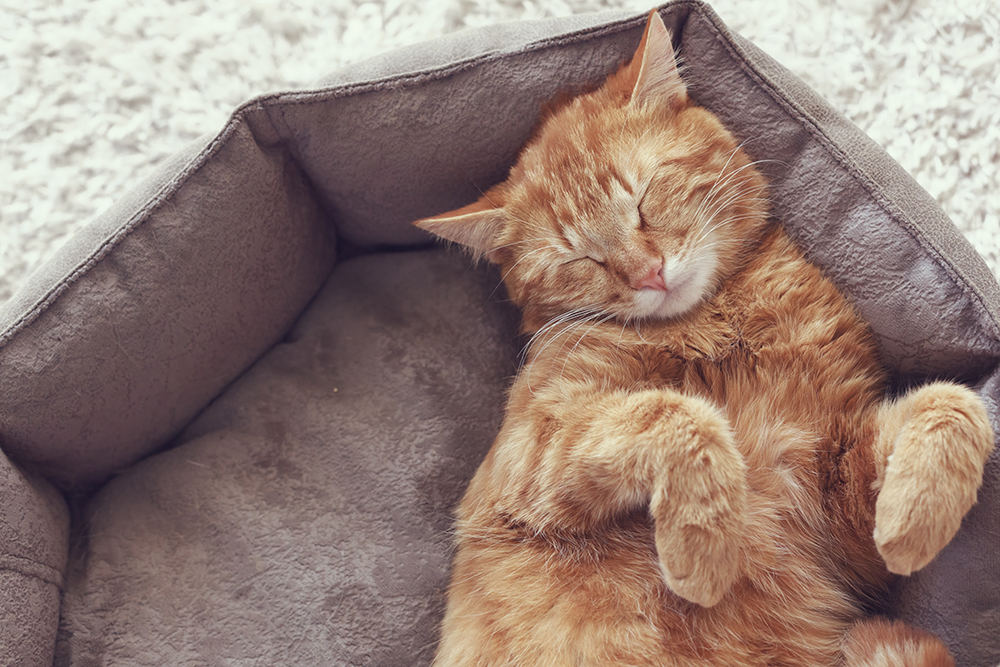 Choosing The Best Cattery