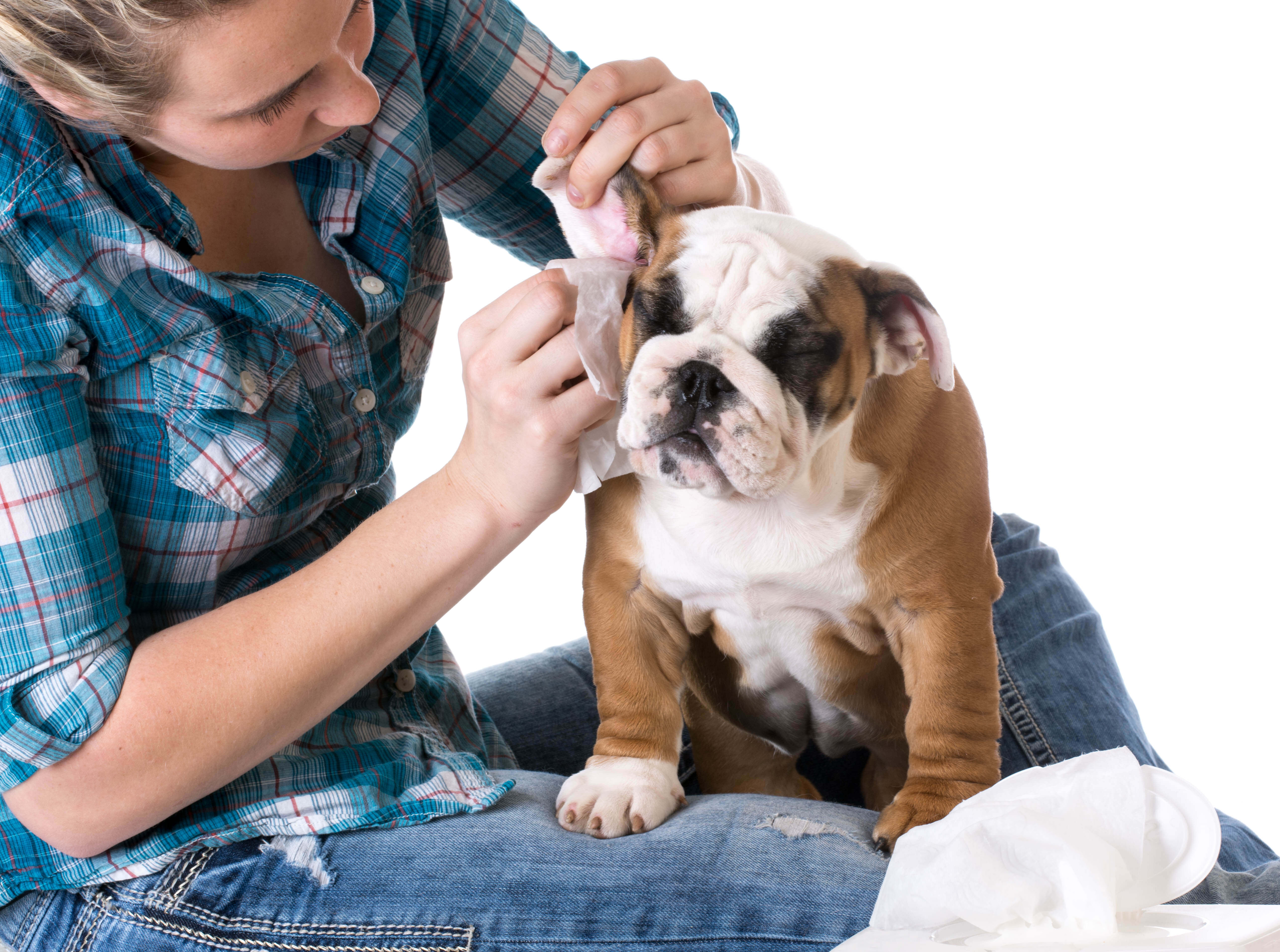 Dog Ear Infections