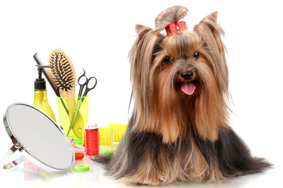 Pet Grooming Supplies