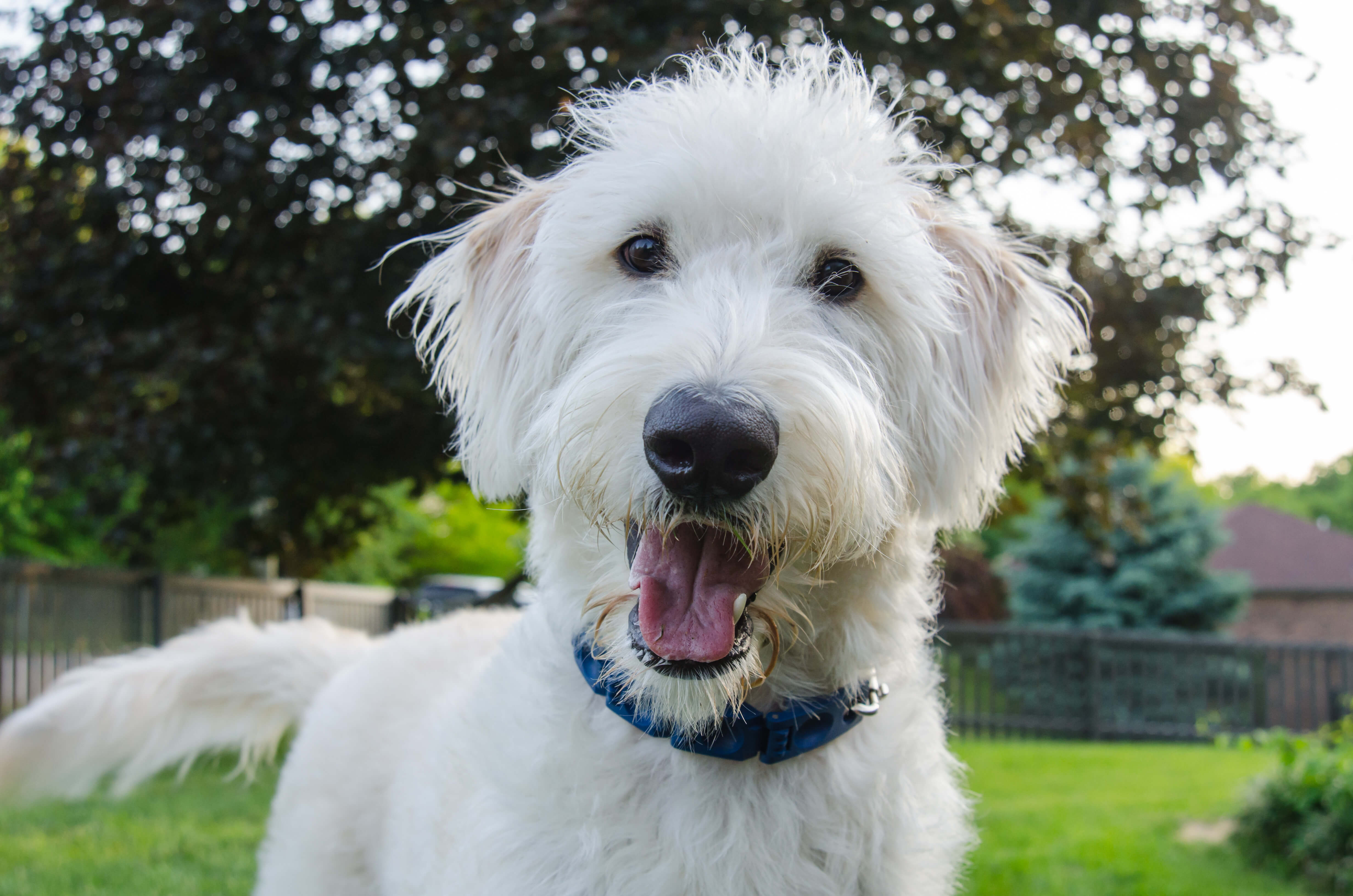 Designer Dog Breeds