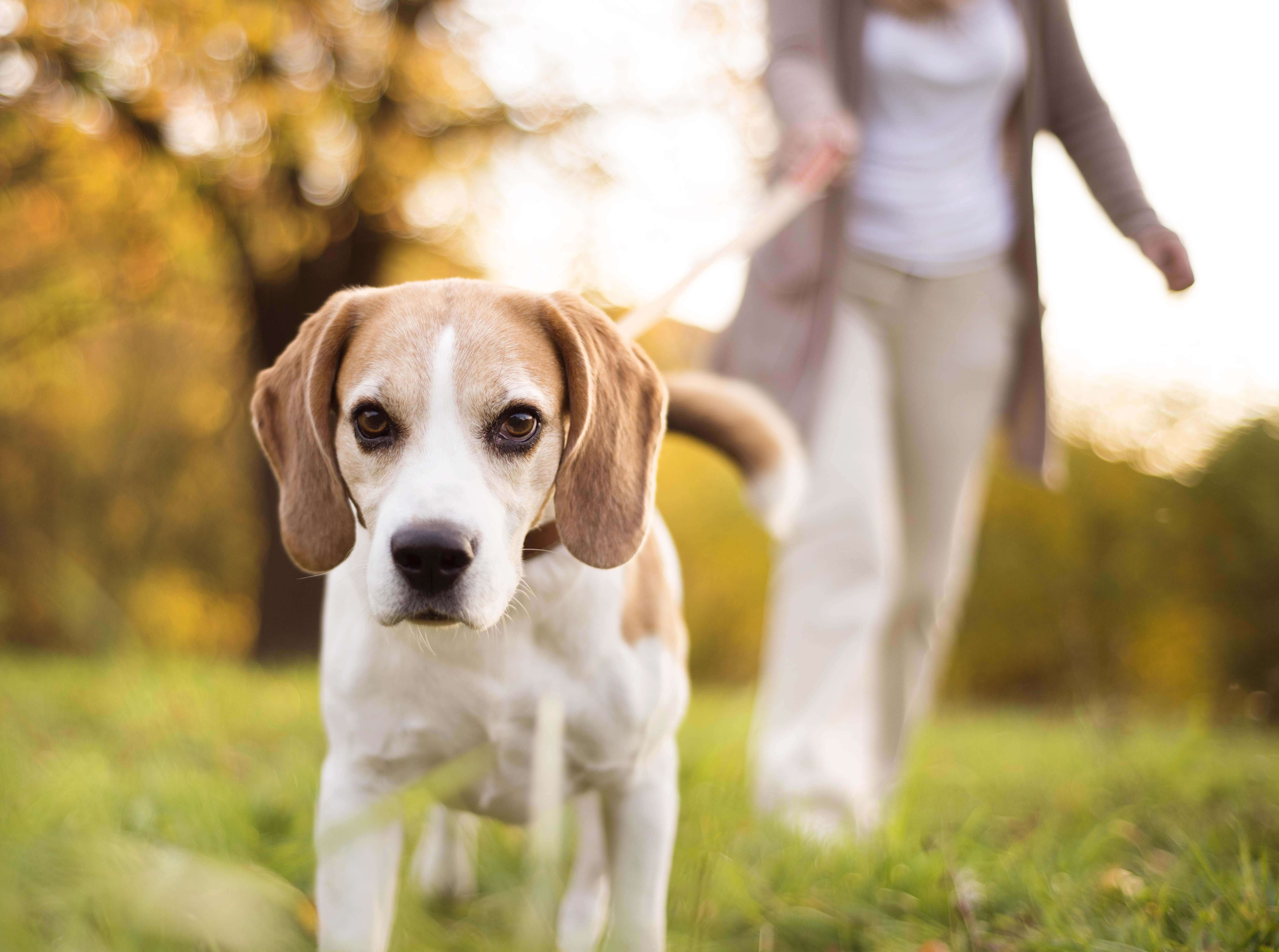 What Dog Collar is Best For My Dog