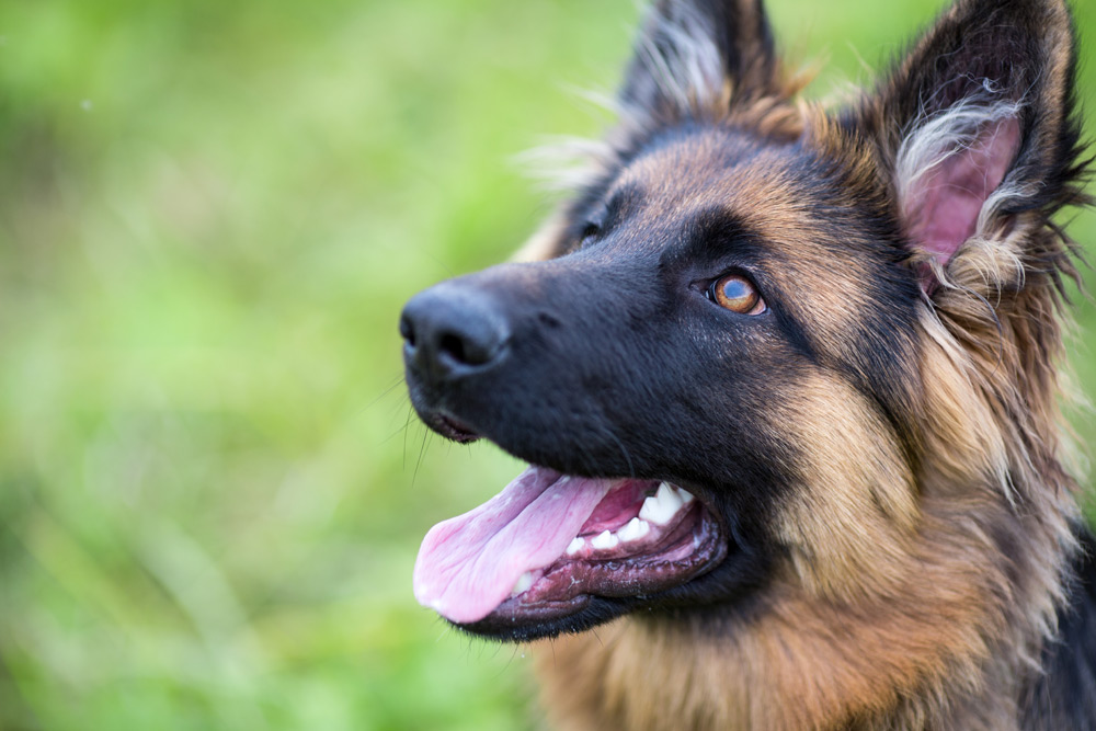 Facts About Dogs