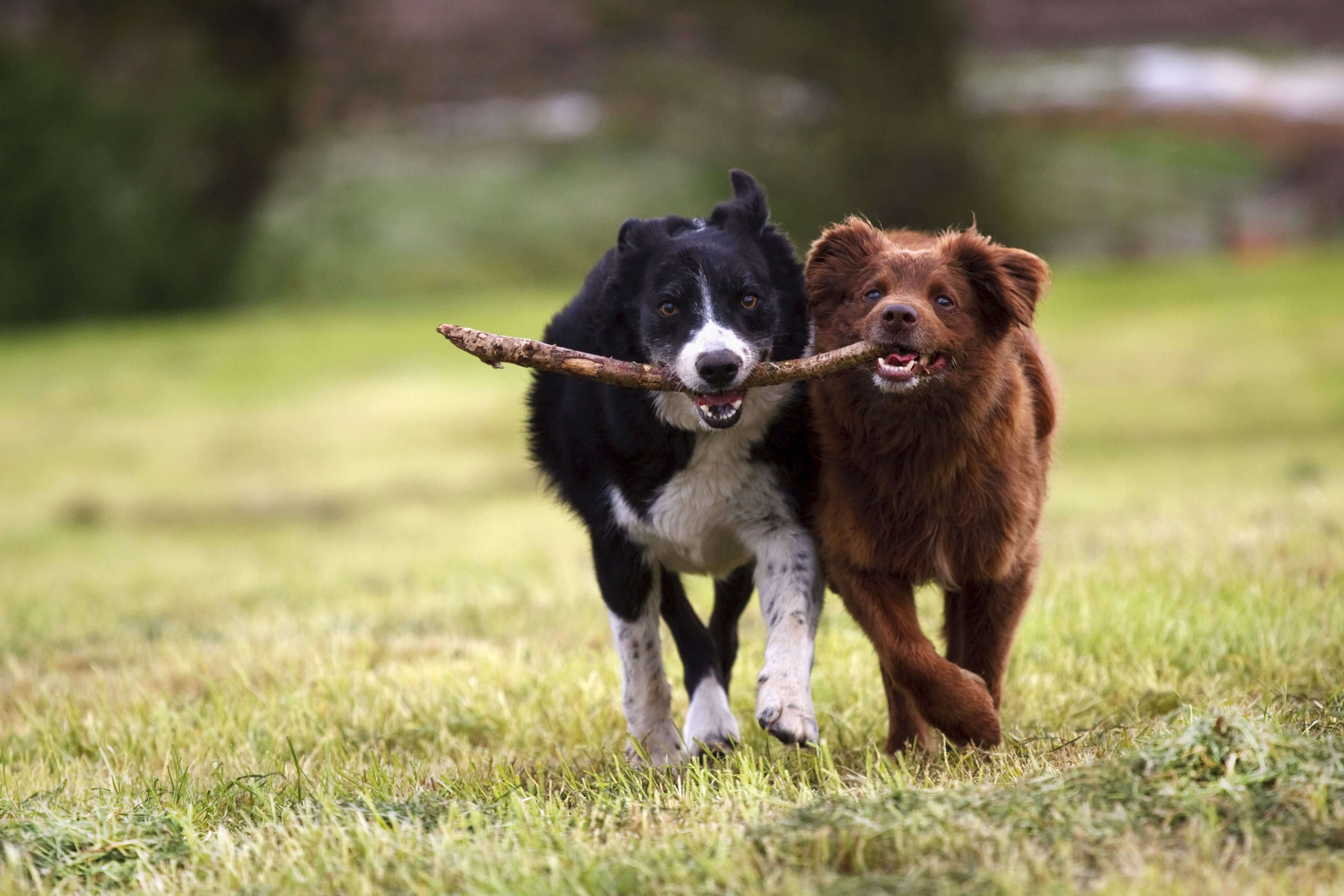 Fun Dog Games
