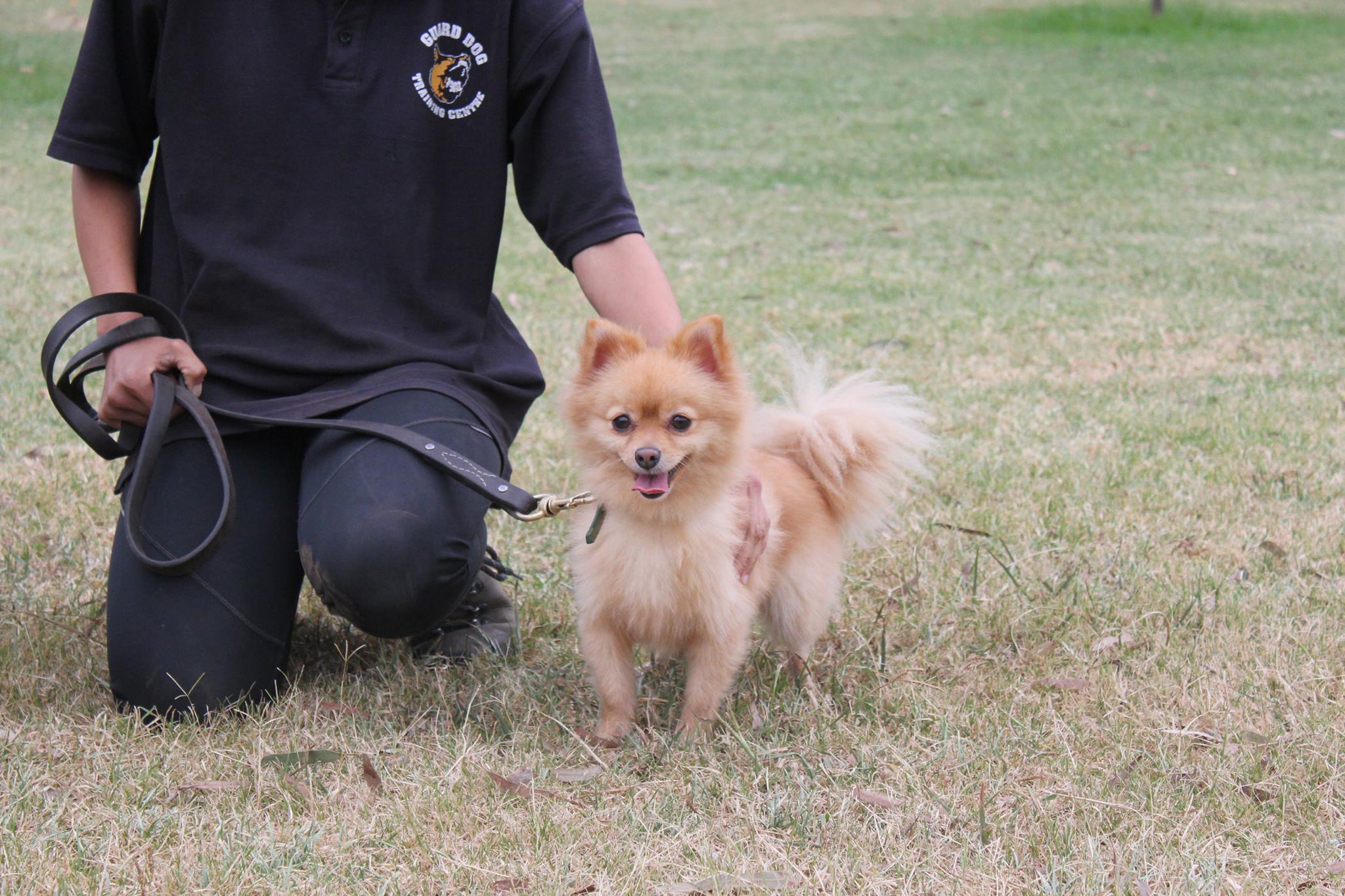 dog exercise