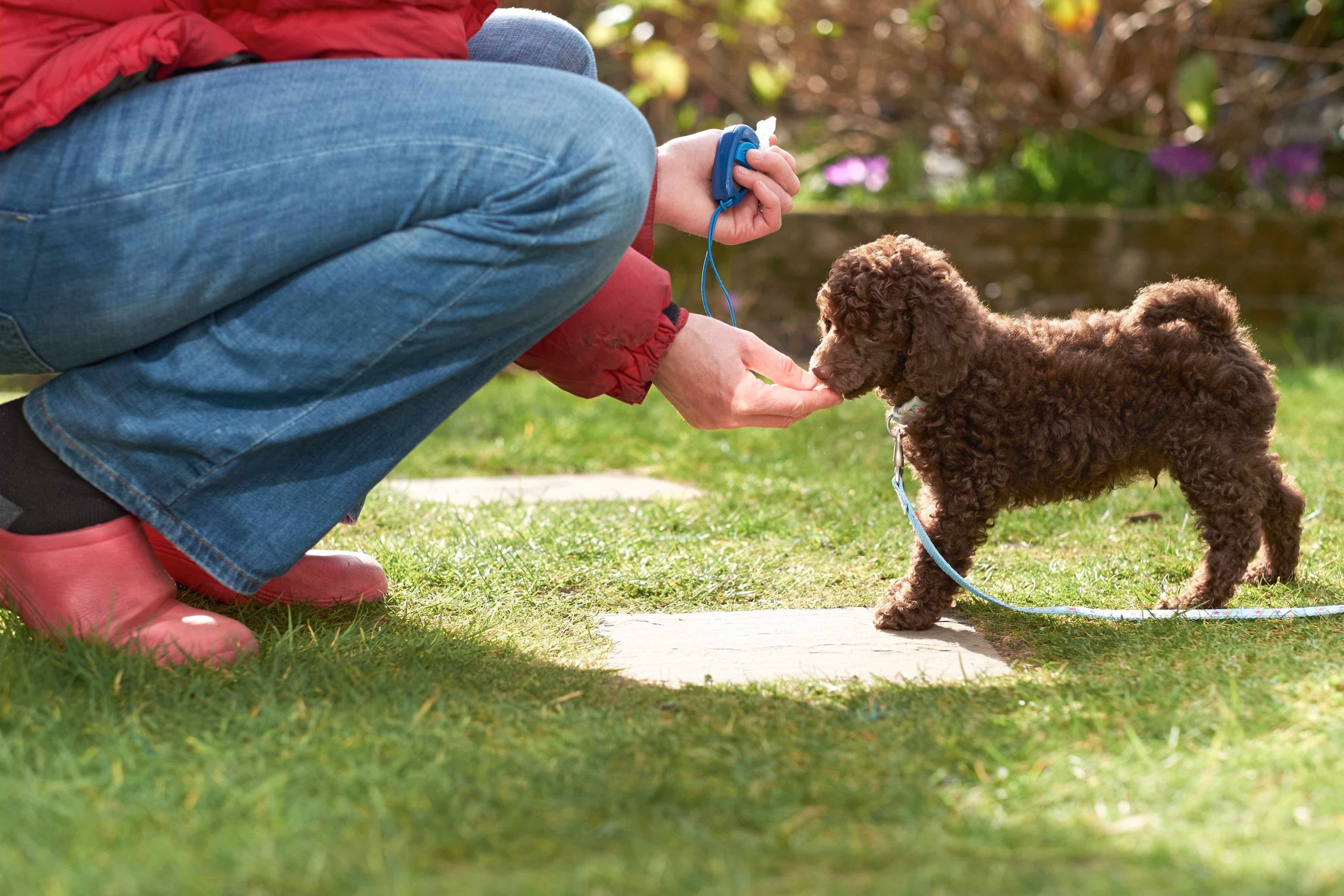 Clicker Training Dogs