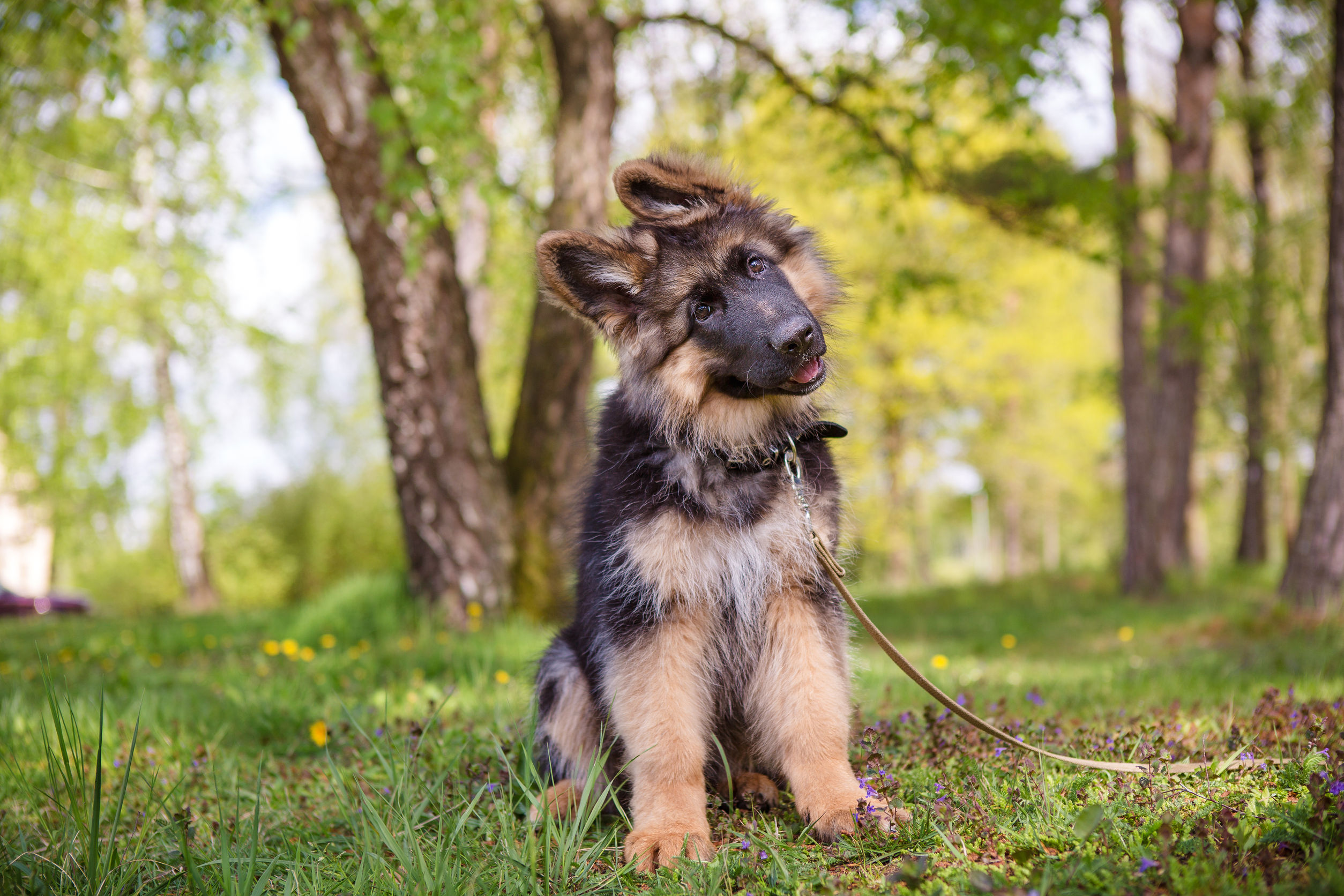 Dog Crate Training Explained