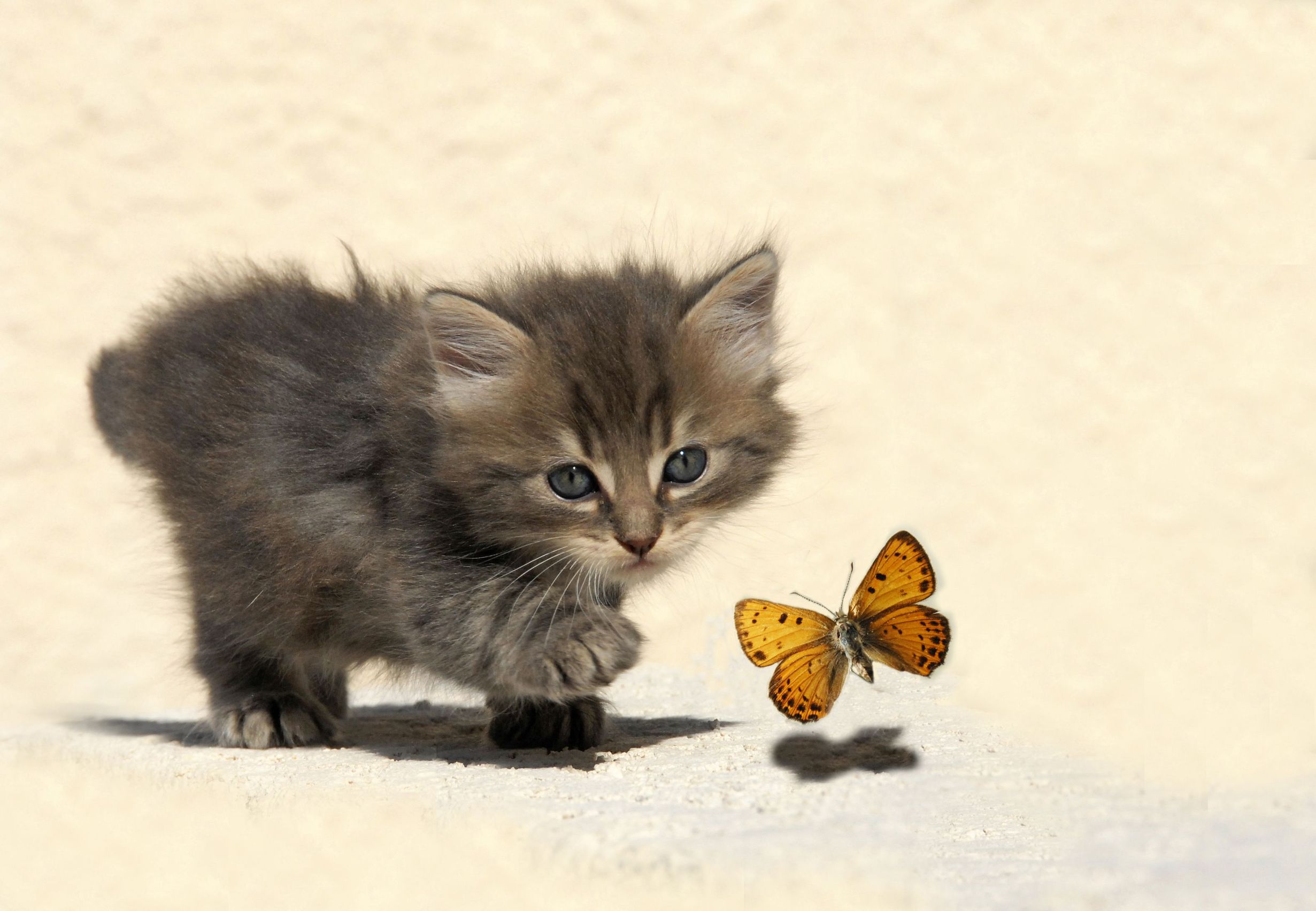 How To Choose The Right Kitten