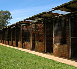 Dog Kennels Sydney