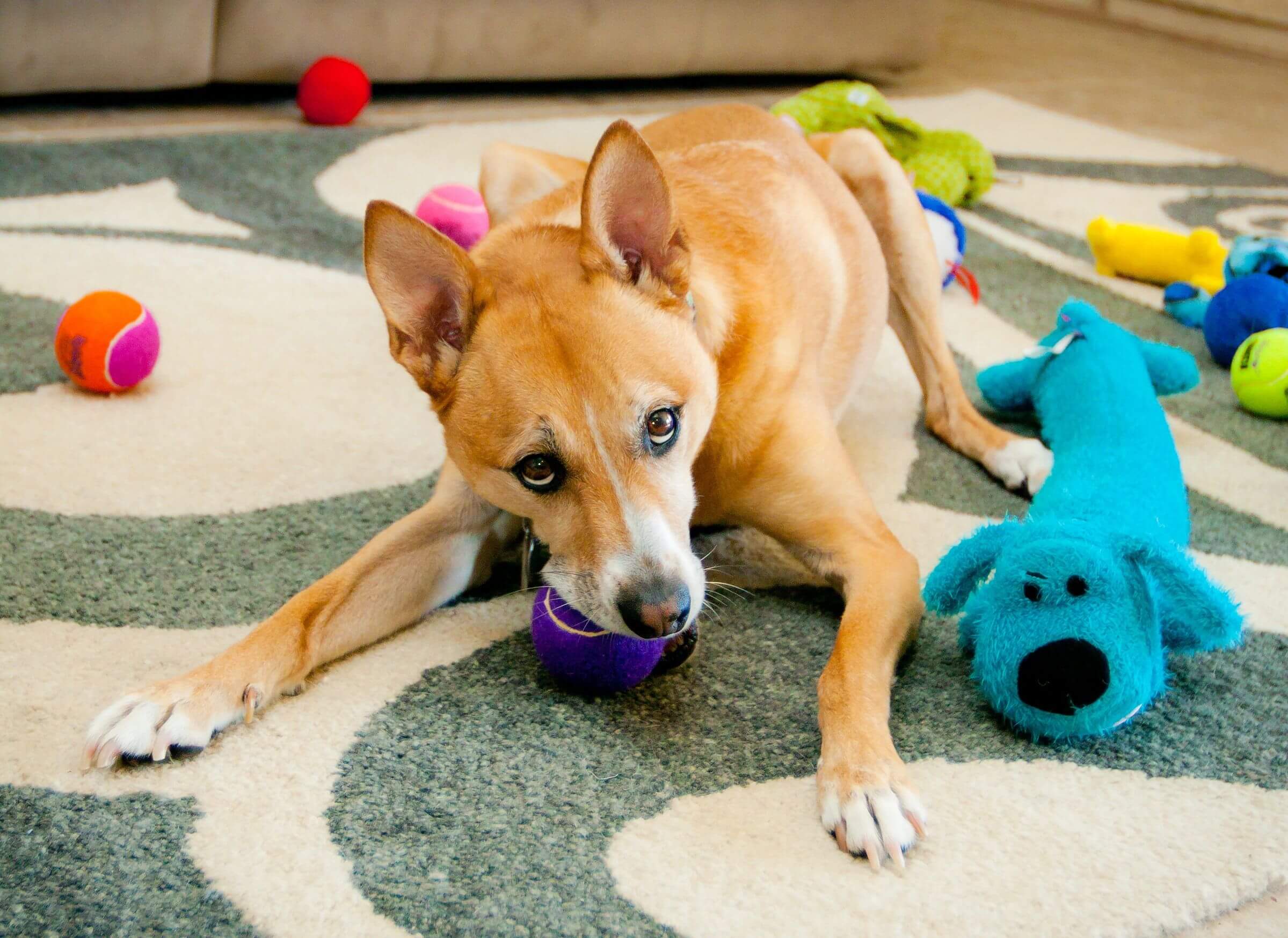 Your pet big. Игрушка для собак. Собаки и их игрушки. Dog Toys игрушки для собак. Собака охраняет игрушку.