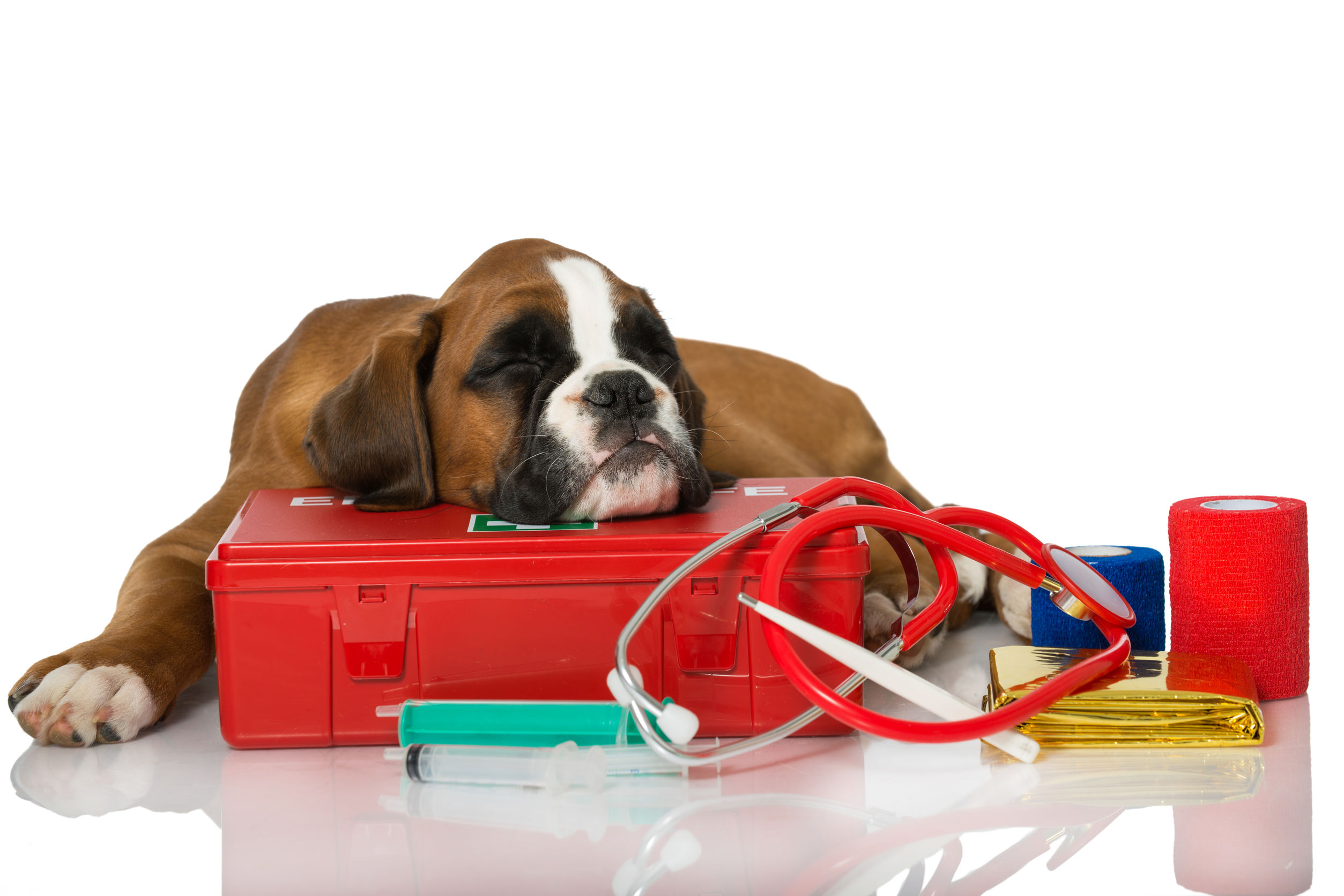 Basic Pet First Aid