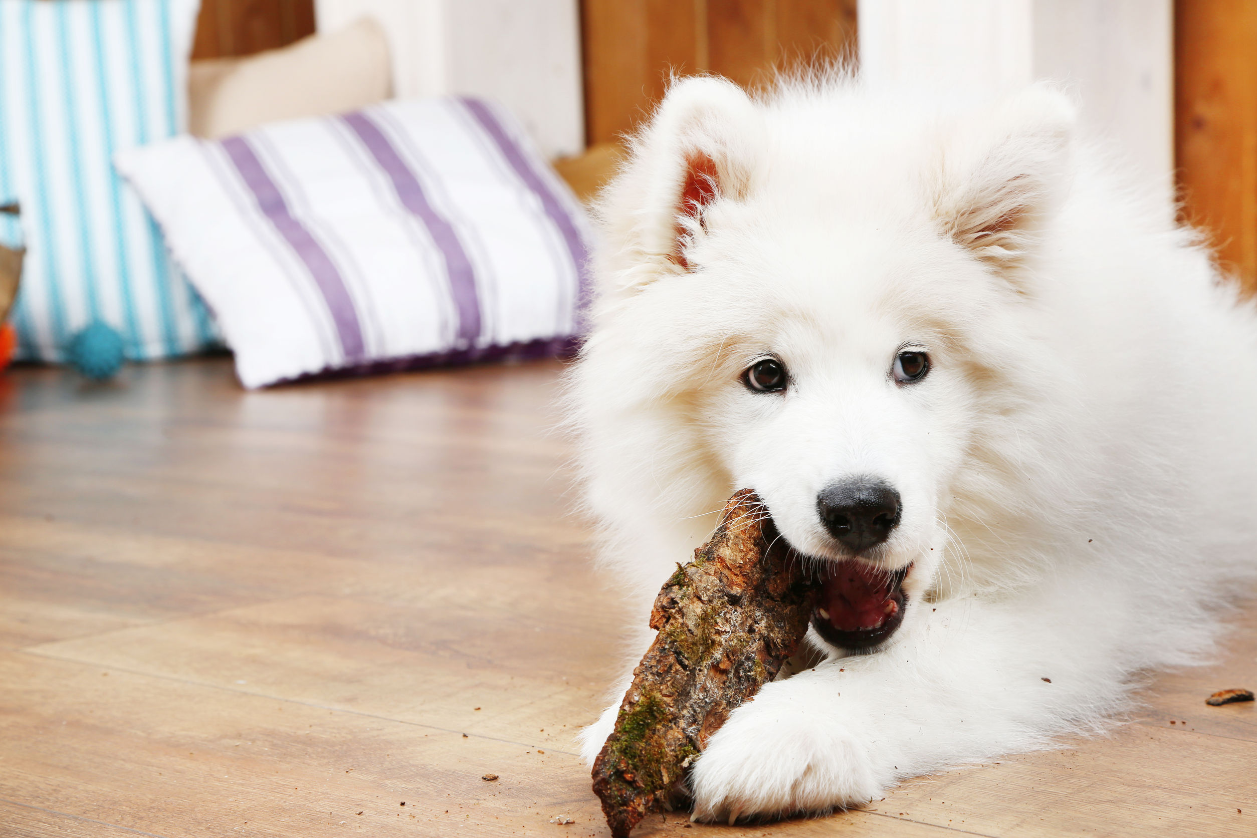 Stop Problem Chewing