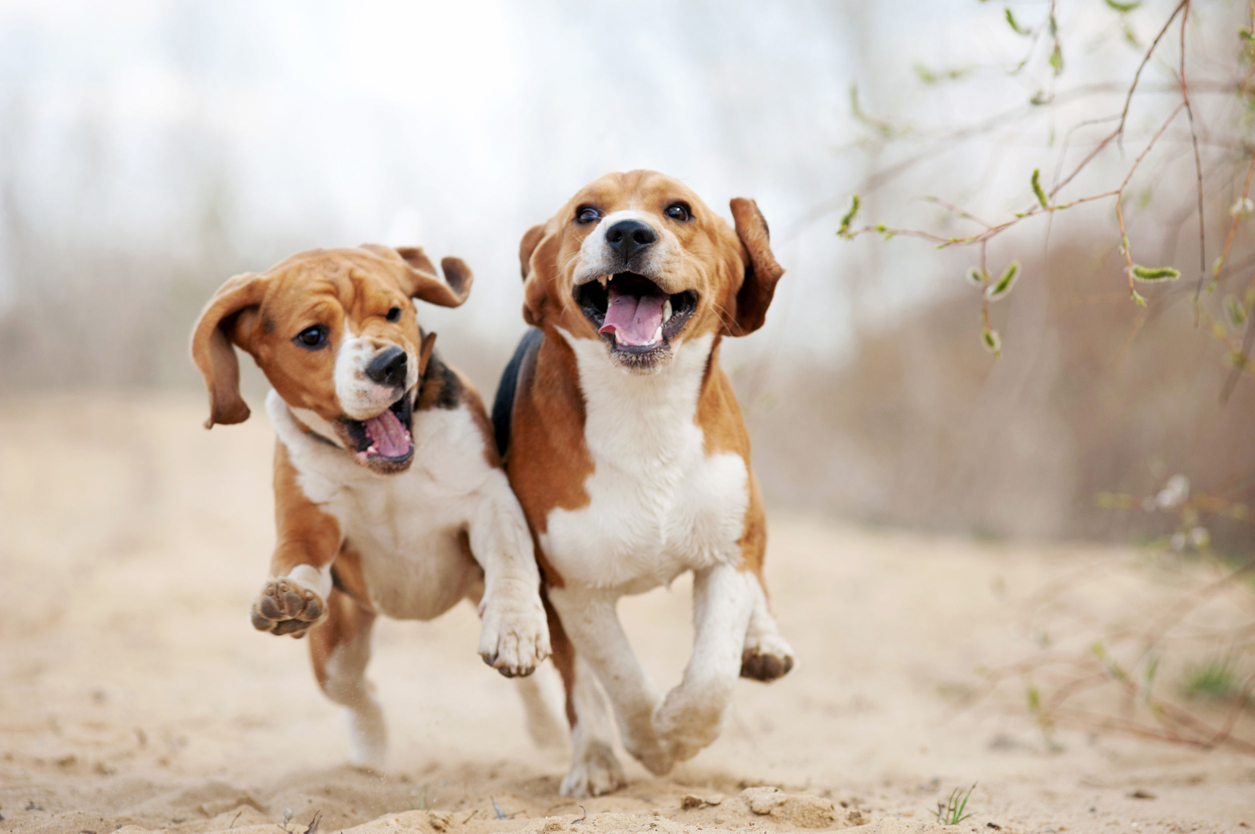 How To Calm Your Hyperactive Dog