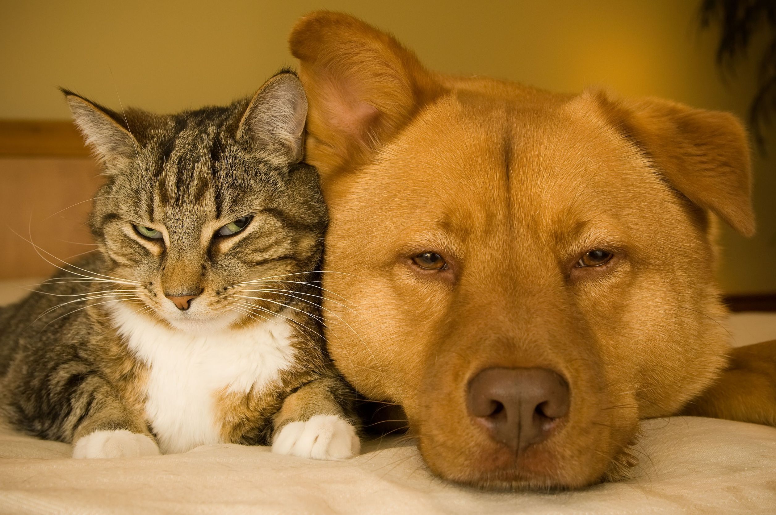 How To Tell Your Dog Has Worms