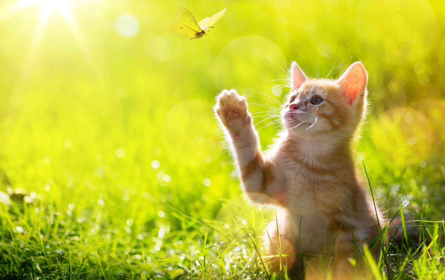 Fun Facts About Cats