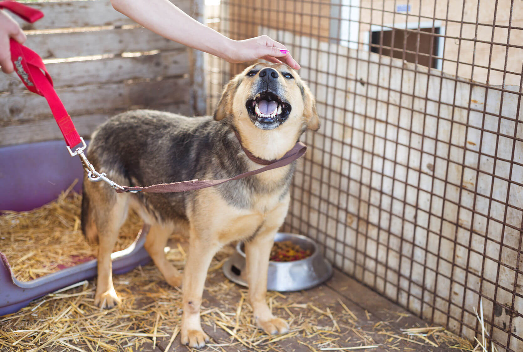 Boarding Kennel Checklist
