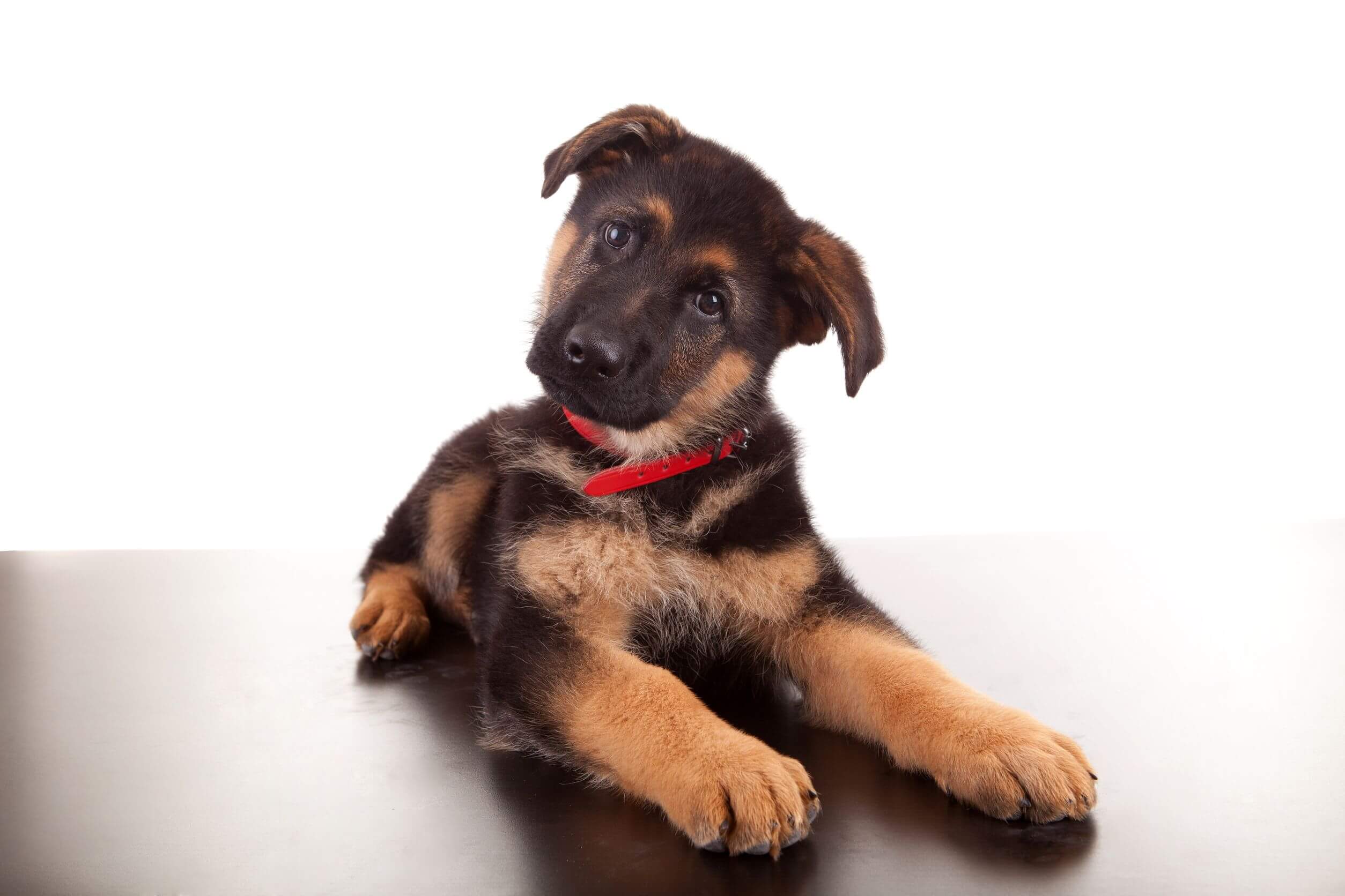 Pet's Hearing Loss