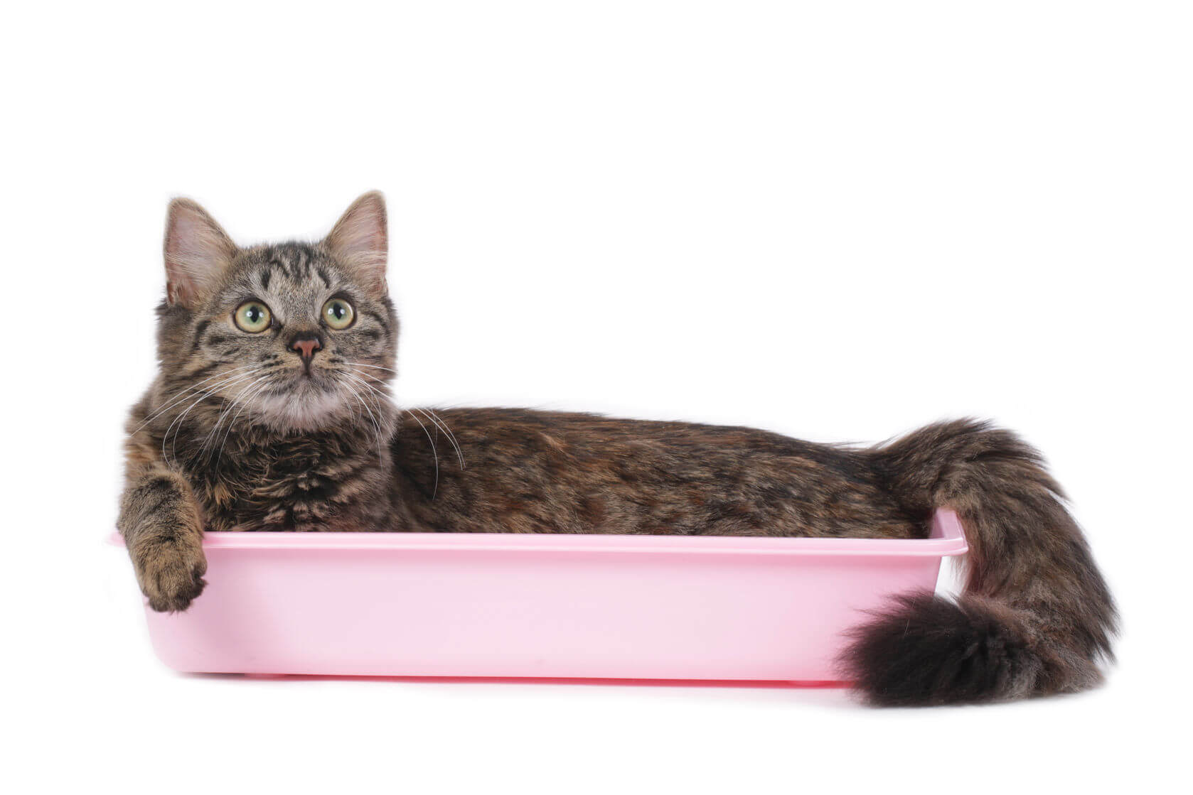 Litter Box Problems With Older Cats