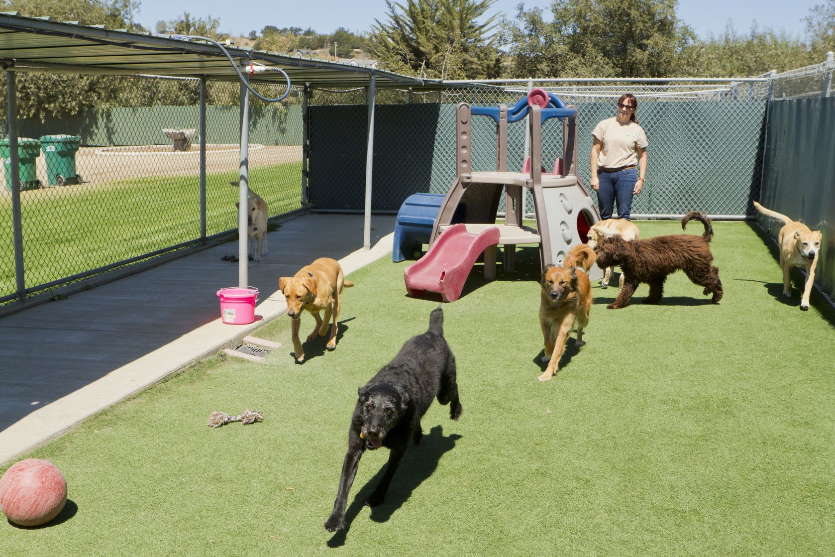 Pet Boarding vs. Pet Sitting Pets Training and Boarding