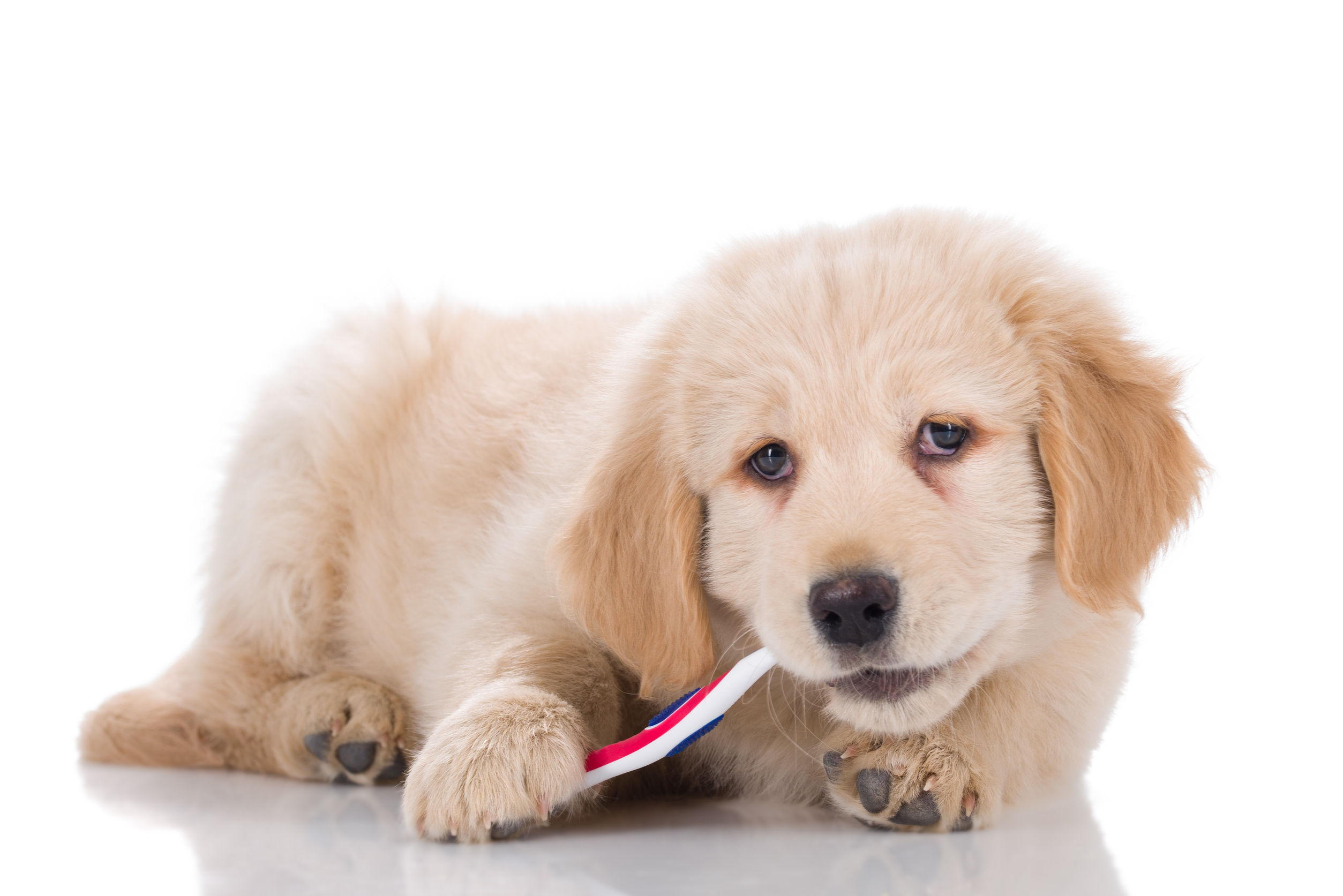 Pet Dental Care