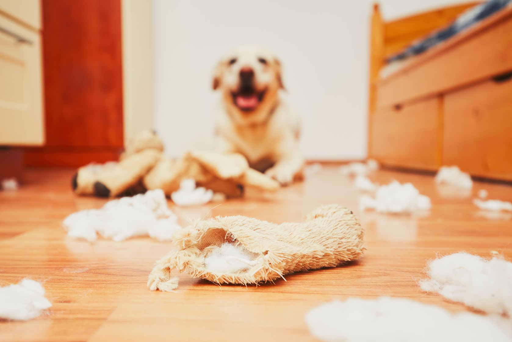 Bad Dog Behaviour