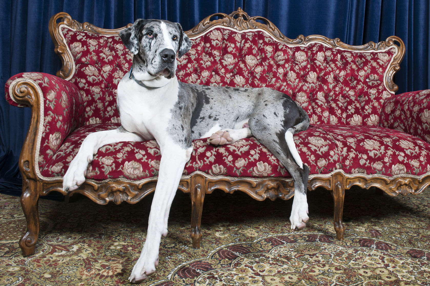 Large Dog Breeds