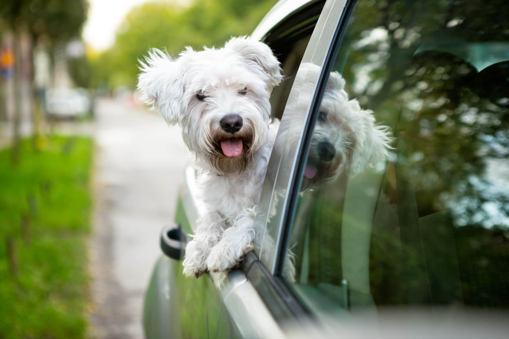 Packing List When Travelling With Your Pet