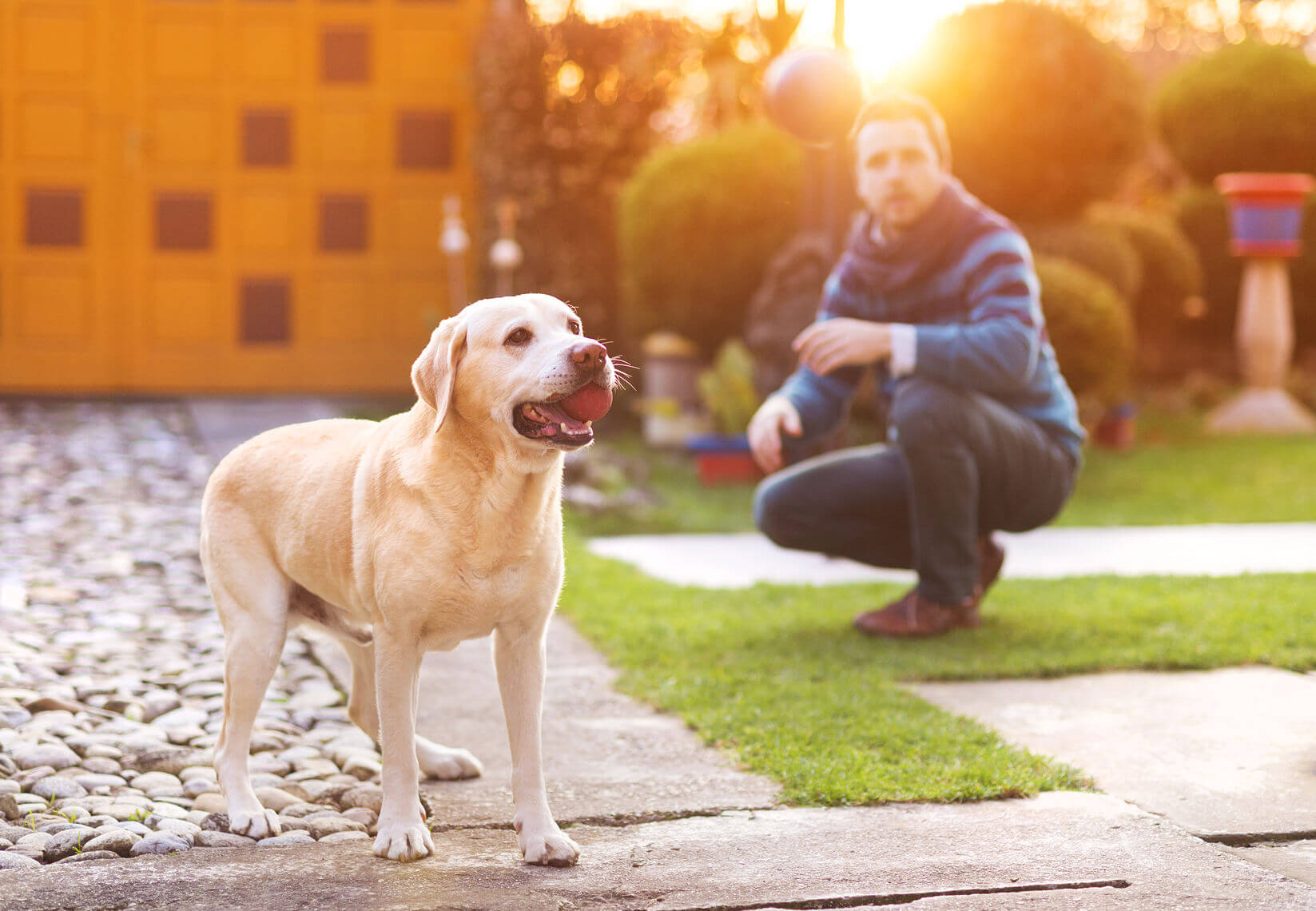 Dog Friendly Backyard ideas