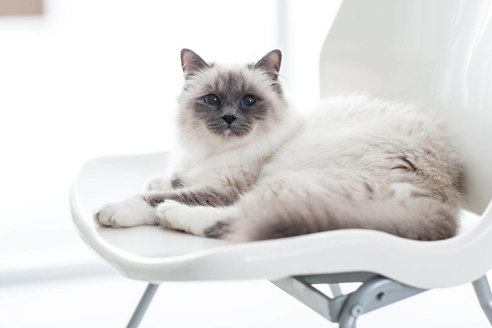 Cat Breeds In Australia