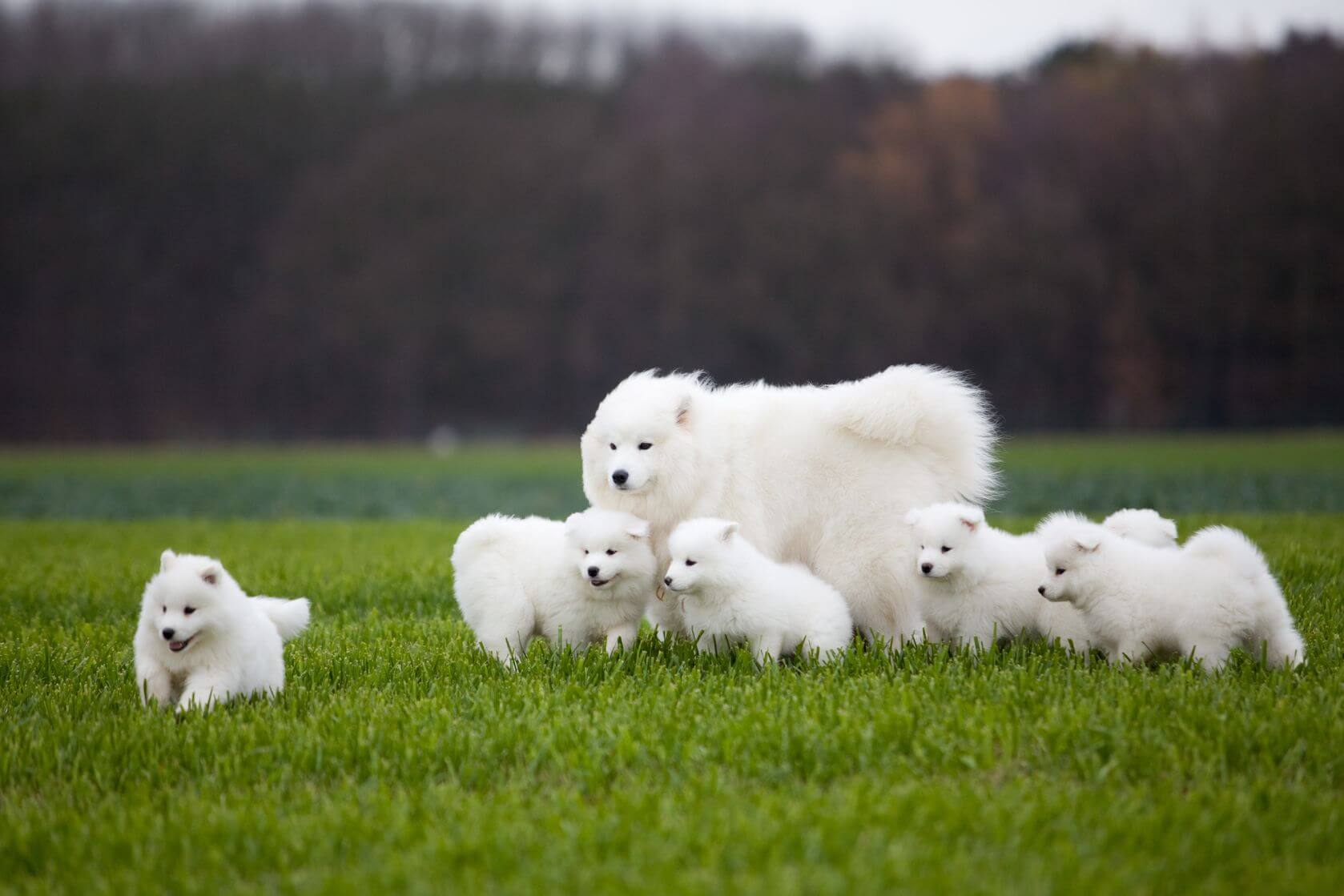 How To Find A Good Dog Breeder Pets Training and Boarding