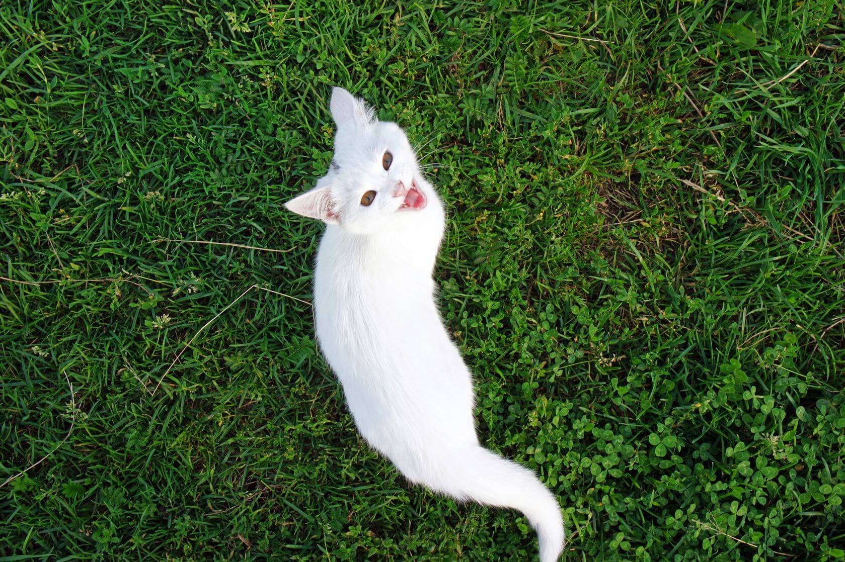 Reason Your Cat's Meowing