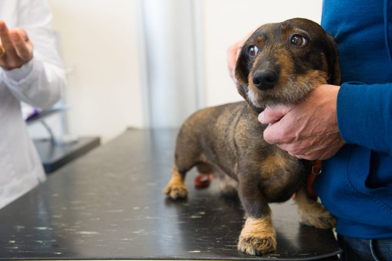 How To Calm A Dog With Vet Anxiety Pets Training and