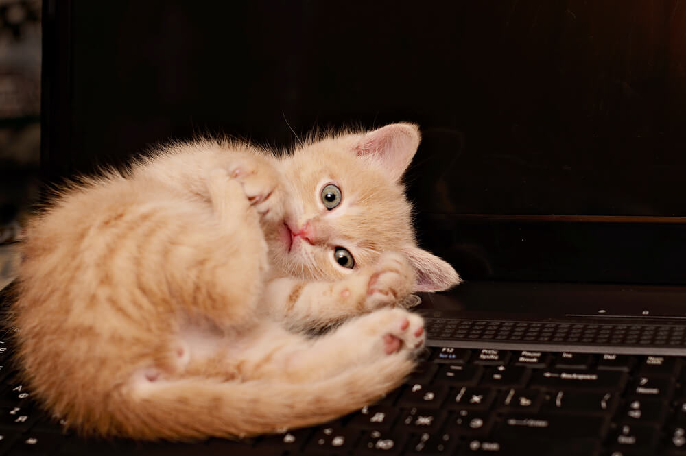Strange Cat Behaviour