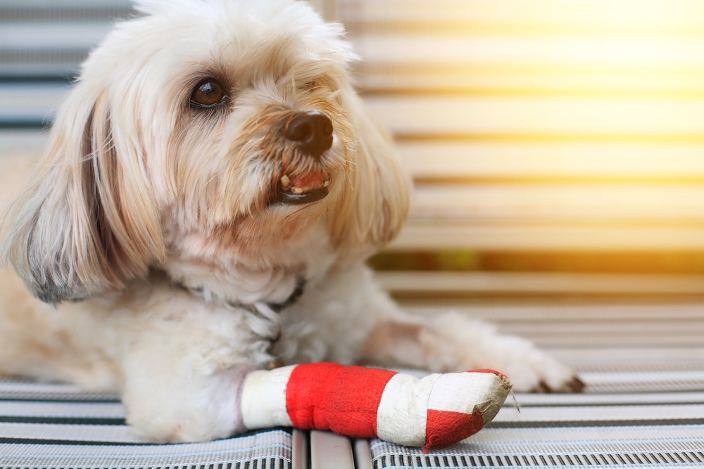 Pet Insurance
